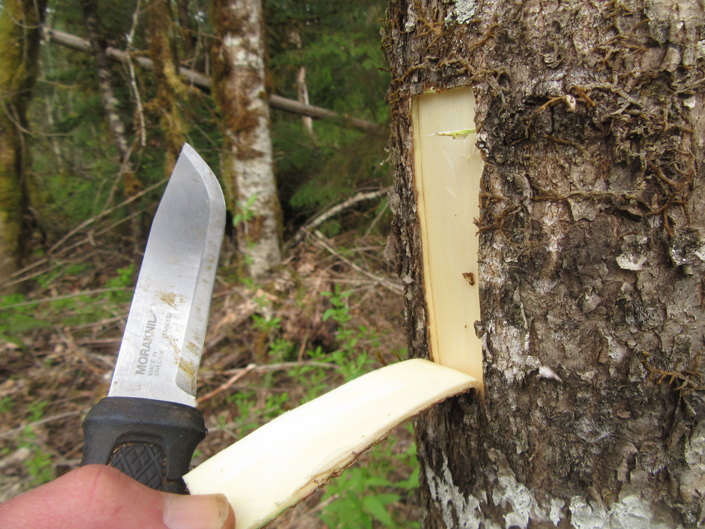 Experiences eating pine cambium? Bushcraft USA Forums